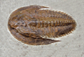 Trilobit Cambropallas