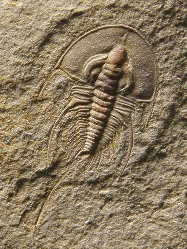 Olenellus chiefensis PALMER, 1998
