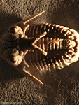 Hoplolichoides conicotuberculatus