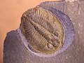 Ogygiocarella debuchii