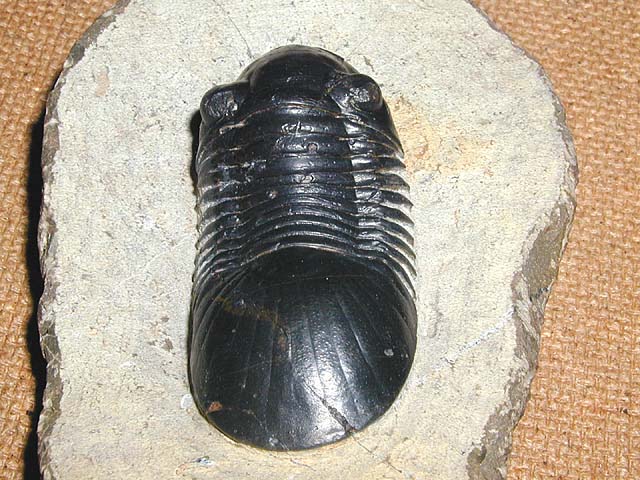Paralejurus hamlagdadicus