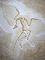 Archaeopteryx siemensi