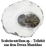 Trilobit Scabriscutellum