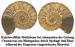 kalzitverfllte Ammoniten