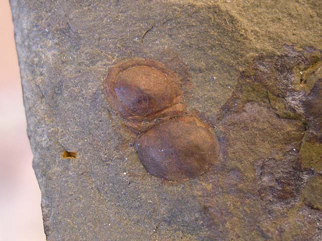 Phalagnostus prantli