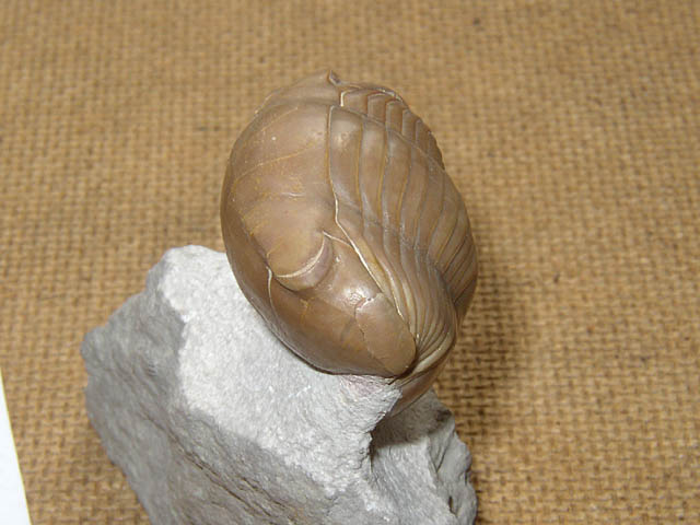 Illaenus dalmani