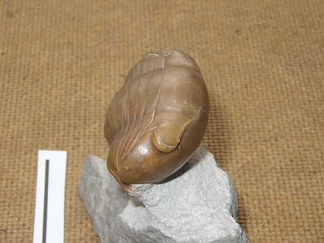 Illaenus dalmani
