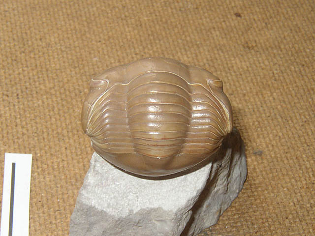 Illaenus dalmani