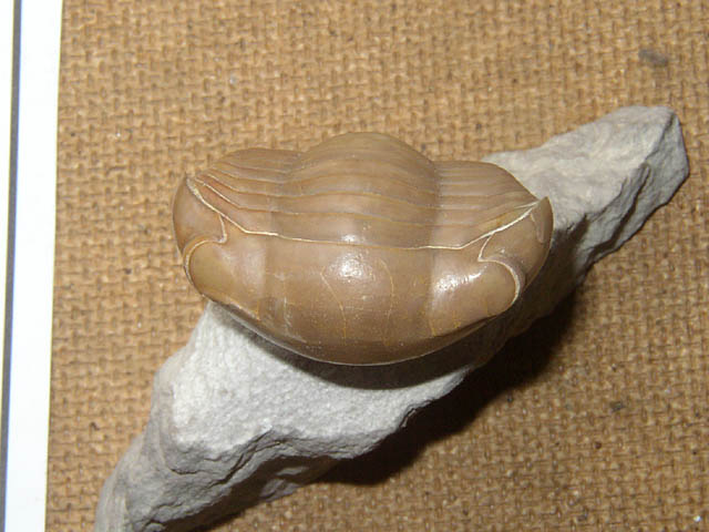 Illaenus dalmani