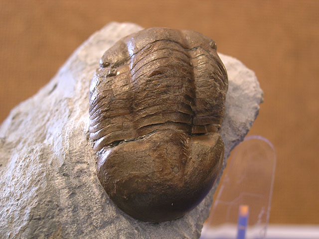 Illaenus sarsi