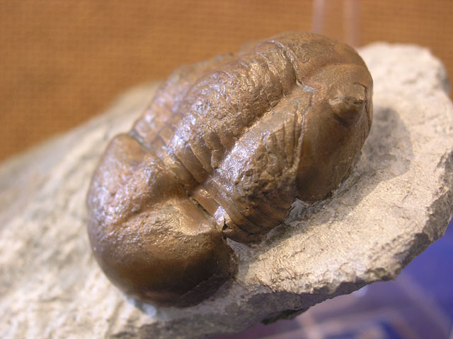 Illaenus sarsi