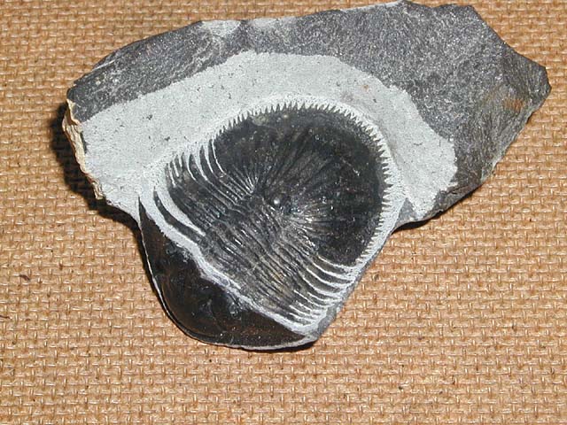 Thysanopeltis sp.
