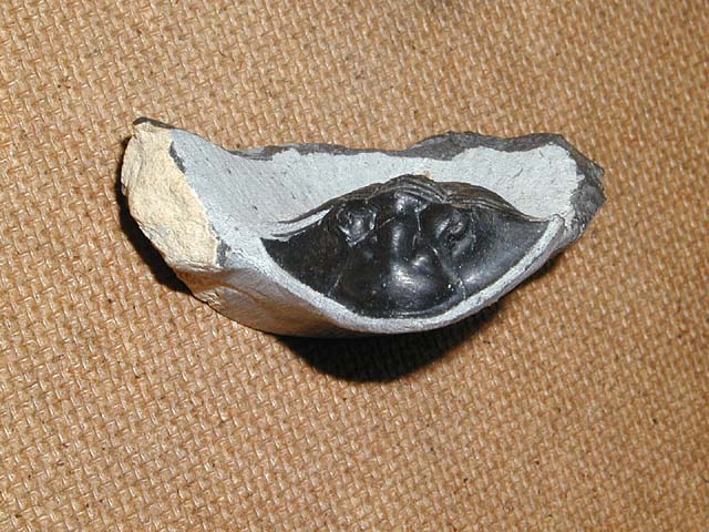 Thysanopeltis sp.