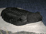 Drotops megalomanicus STRUVE, 1990